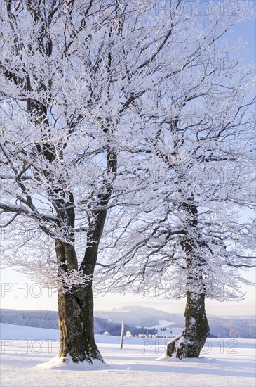 Weather beech trees