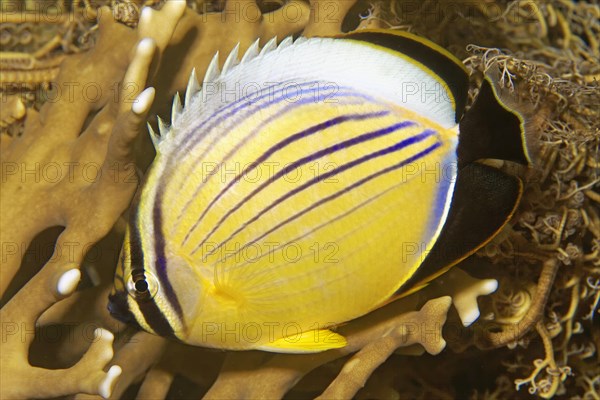 Red Sea Ripple Striped blacktail butterflyfish