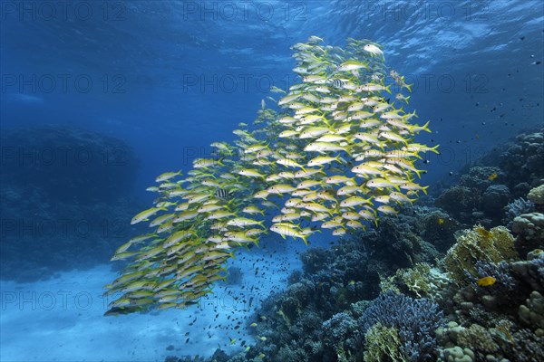 Shoal of yellowfin goatfishes