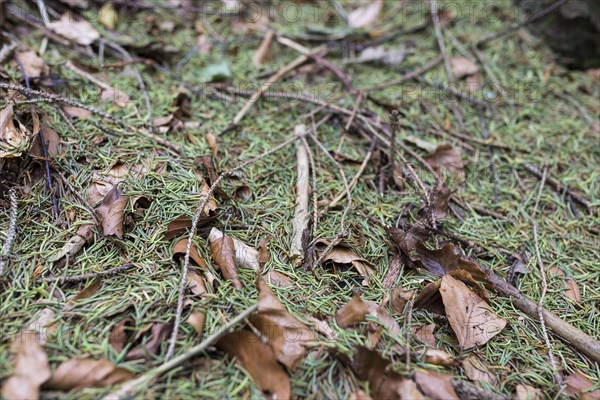 Green needles of coniferous trees lie extensively in the forest