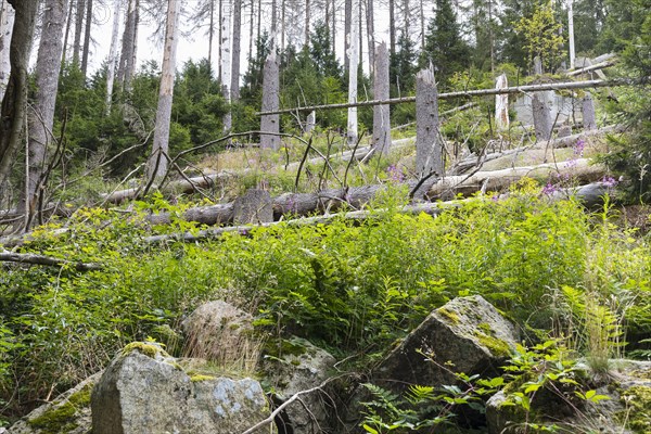 Fallen trees due to storm and forest dieback