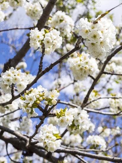 Branches with blossoms of the cherry