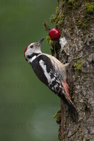 Middle spotted woodpecker