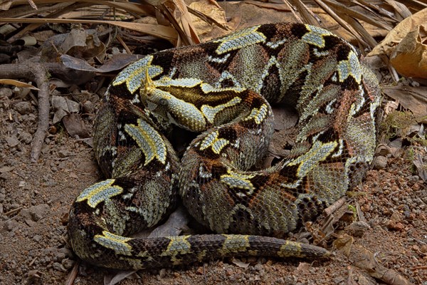 Butterfly Viper