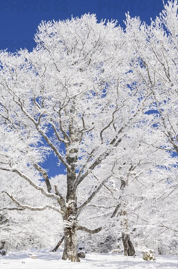 Weather beech trees