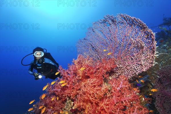Diver looking at reef rubble overgrown with Klunzinger's soft coral
