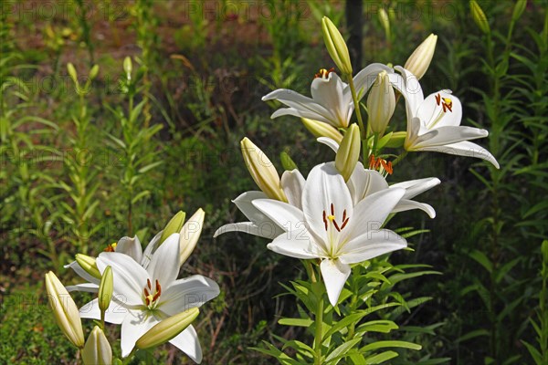 Lily blossom