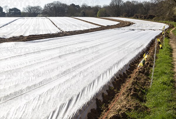 Covers to protect potato crop in spring