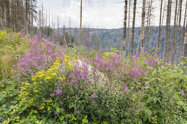 Blooming sallies