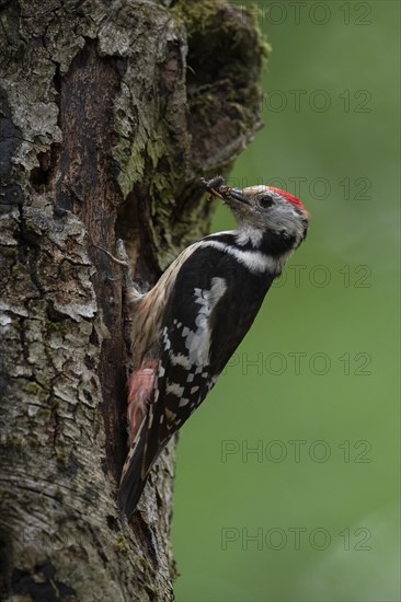 Middle spotted woodpecker