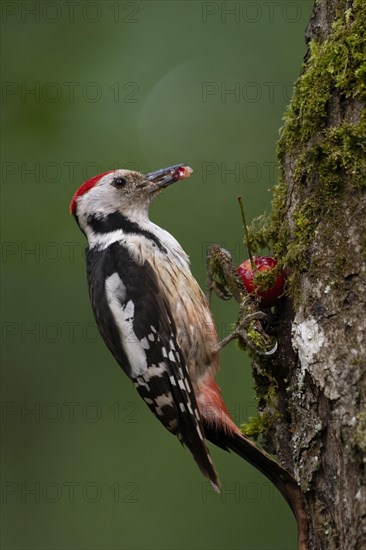 Middle spotted woodpecker