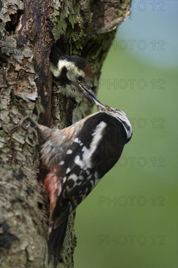 Middle spotted woodpecker