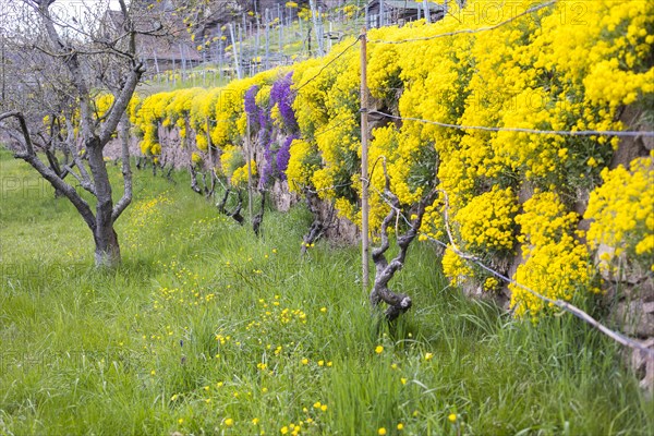 Flowering mountain madwort