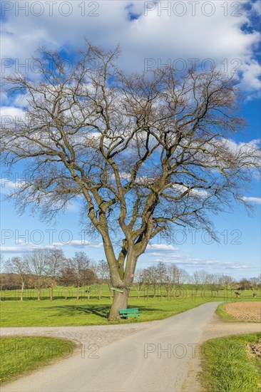 Large oak at road junction with bench and field paths