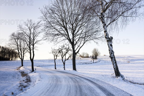 Snow-covered country road with trees between Rammenau and Frankenthal