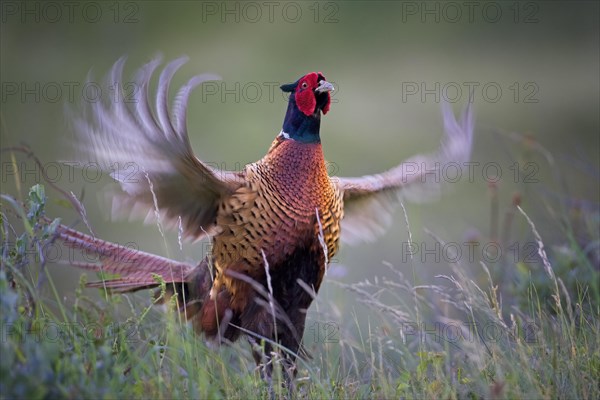 Pheasant