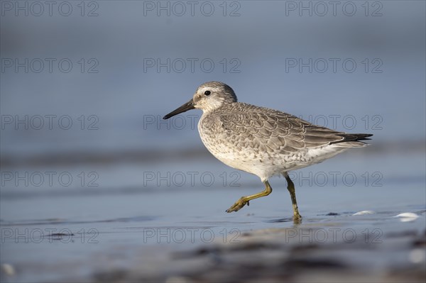 Red knot