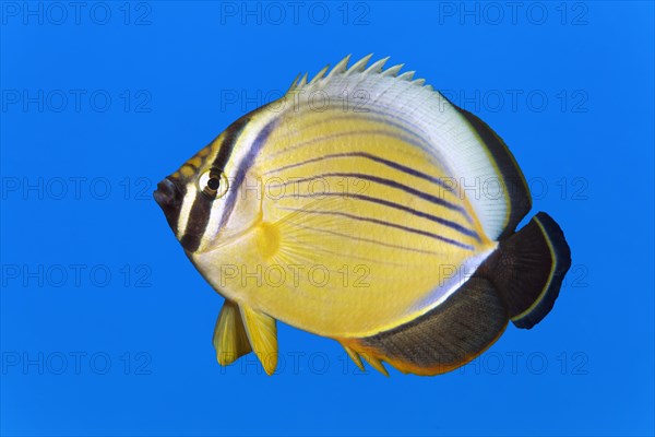 Red Sea Ripple Striped blacktail butterflyfish