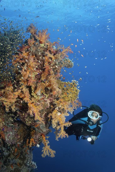 Diver looking at coral wall covered with klunzinger's soft coral