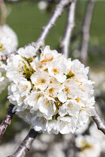 Branches with blossoms of the cherry