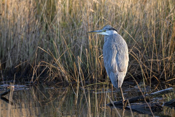 Grey heron