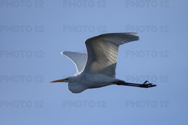 Great egret