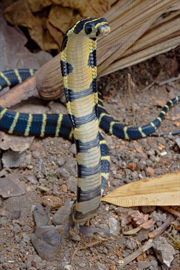 Chinese King Cobra