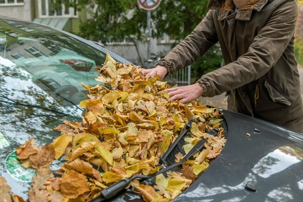 Windscreen