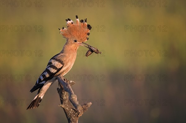 Hoopoe