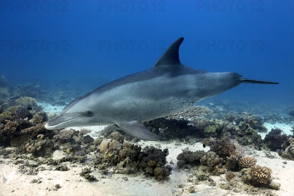 Bottlenose dolphin