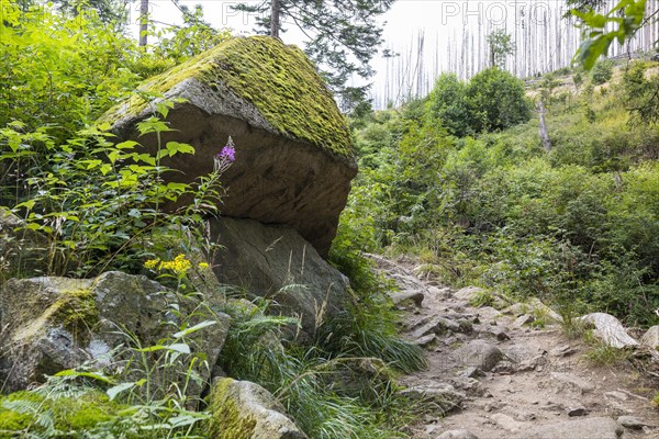 Hiking trail along the Ilse in the Ilse valley