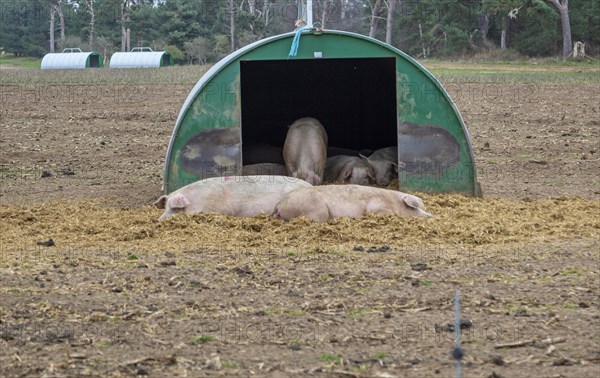 Sleepy pigs in sty outdoor free range livestock farming