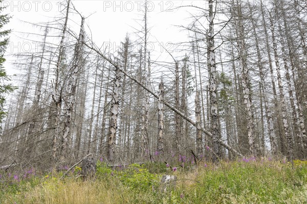 Large areas affected by forest dieback