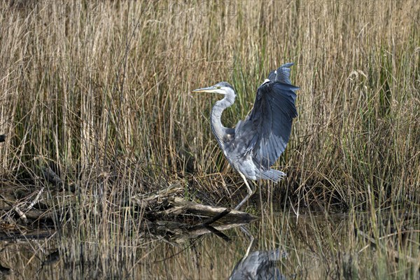 Grey heron