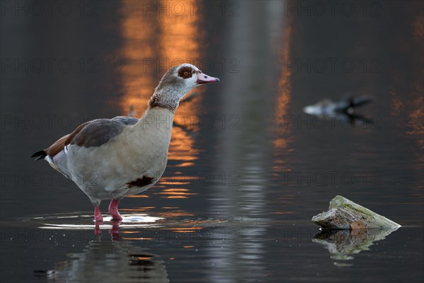 Egyptian goose