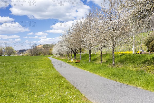 Elbe cycle path alongside blossoming fruit trees