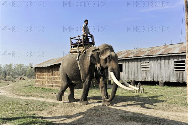 Asian elephant