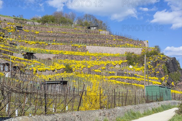 Flowering mountain madwort