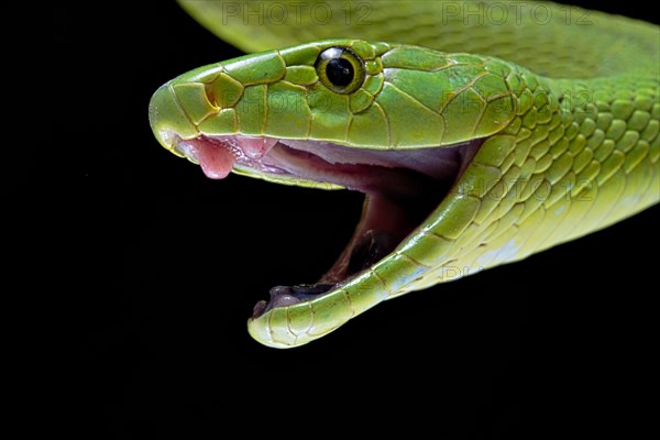 Green Mamba