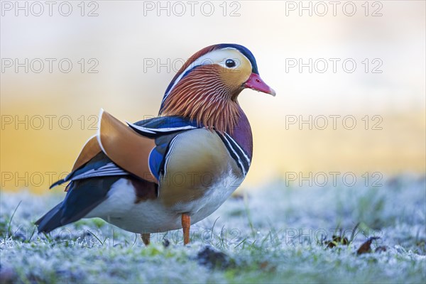 Mandarin duck