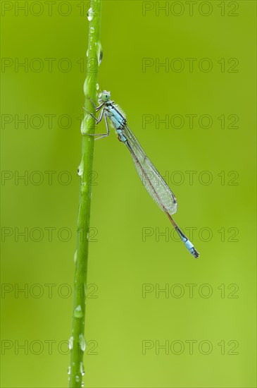 Blue-tailed damselfly