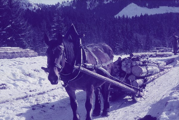 Wood transport von der Maieralm