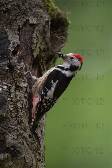 Middle spotted woodpecker