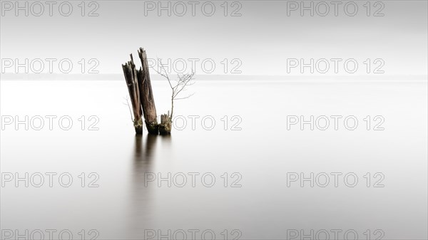 Old groynes for bank protection at Mueggelsee in Berlin