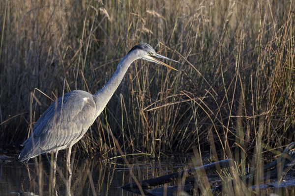 Grey heron