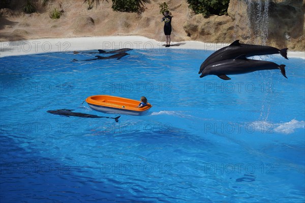 Bottlenose dolphin