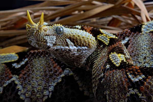 Butterfly Viper