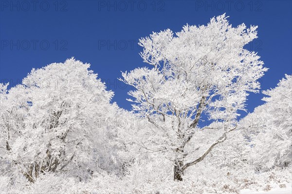 Weather beech trees