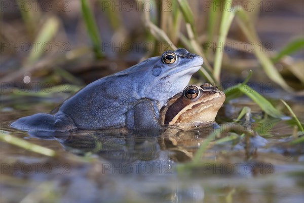 Moor frog