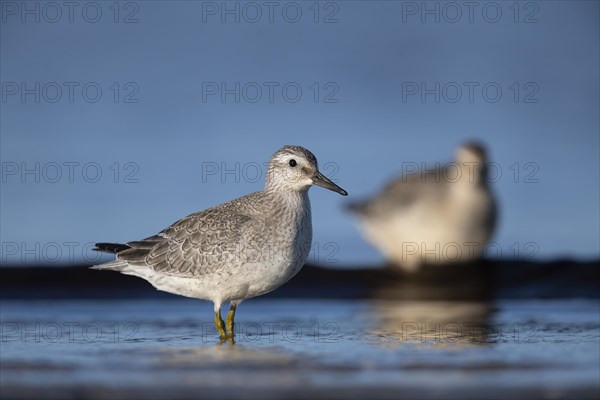 Red knot